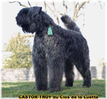 bouvier des flandres du clos de la luette - copyright déposé